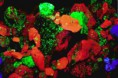 /album/fotogalerij/el-16-fluo-mins-sw-jpeg-jpg1/